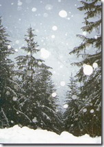 snow pines